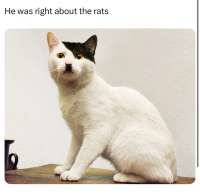 296