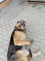 2177